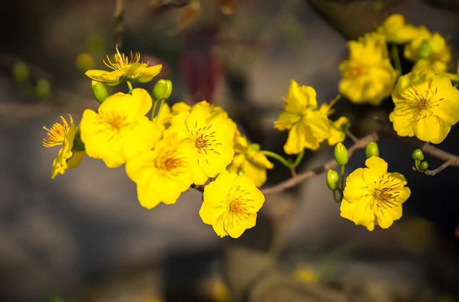 Yellow Mai Flower - Student Exchange