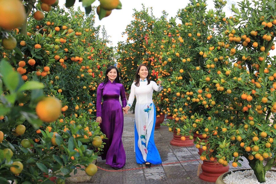 Kumquat Trees At Tet - Student Exchange