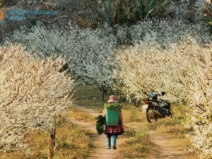 Sapa To Moc Chau By Private Car - Student Exchange