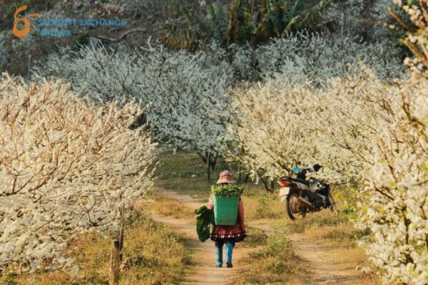 Sapa To Moc Chau By Private Car - Student Exchange