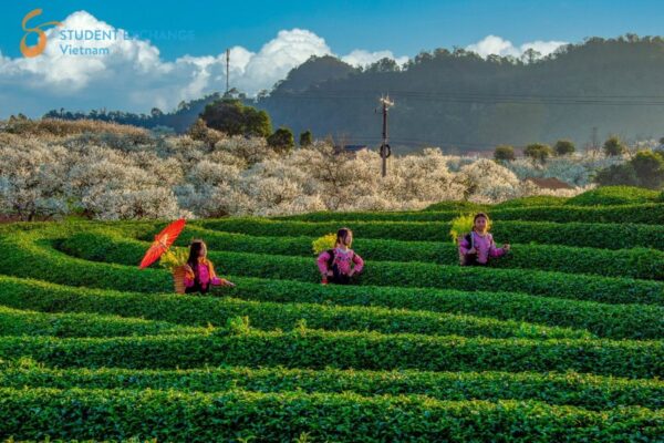 Sapa To Moc Chau By Private Car - Student Exchange