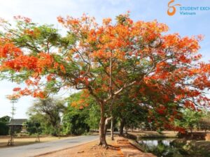 Cat Ba Island to Hai Phong By Car - Student Exchange